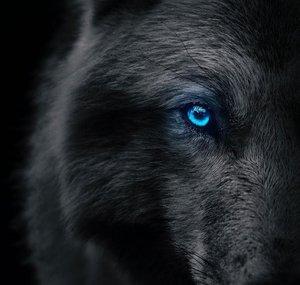 Wolf Master73