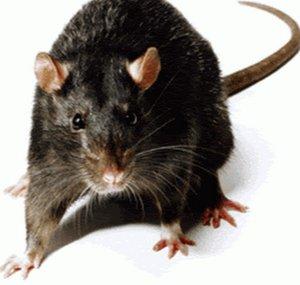 a big rat