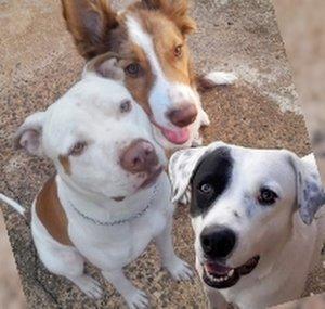 Budy e Bianca e Ben