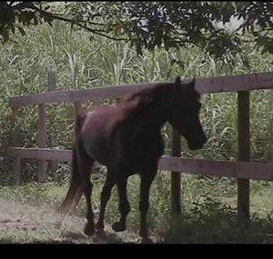 HorseAndPonyRides