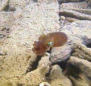 The Dive Plan with Jim Minor
