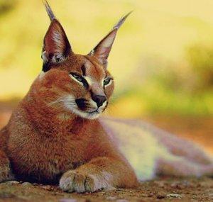 Conscious Caracal