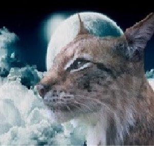 Dreamless Lynx