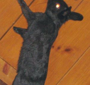 RabbitFrenzyy