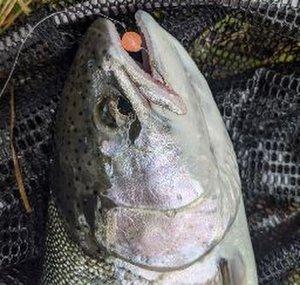 Reel Canadian Fishing