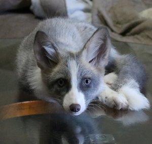 TYR The White Fox