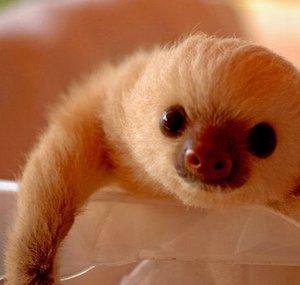 Baby Sloth