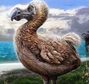 Flaming Dodo