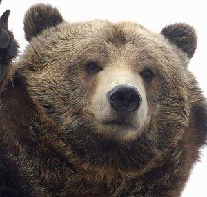 Its Ya Bear