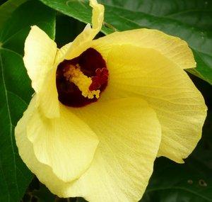 LoveBirdsCentral2