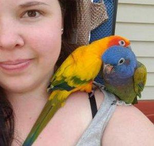 Mizzy's Parrots