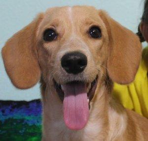 crackrockdog