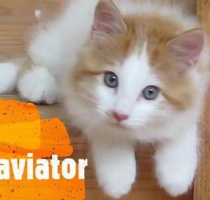 magnaviator