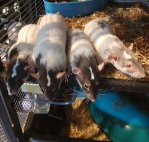 MarkyJoe's Adorable Rats