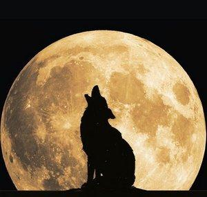 CoyoteJake