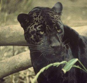 goldeneyesofafrica