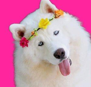 Monroe The Husky