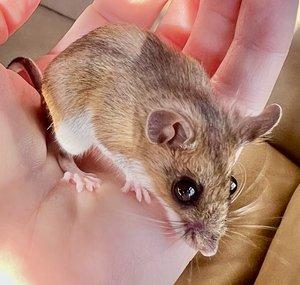 Mousetales