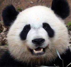 Pandax