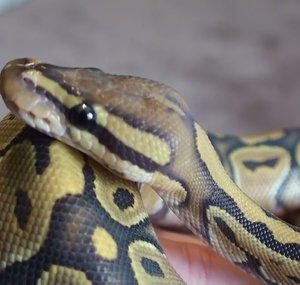 PythonBalls