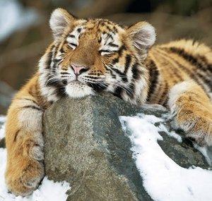 TairoTiger