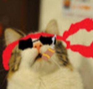 Catlateral