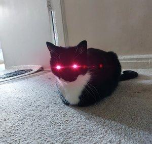 CatsDoAThing