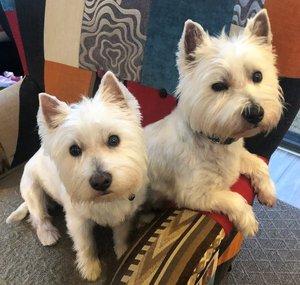 Hamish and Bonnie the Westies