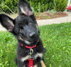 Libby the German Shepherd 