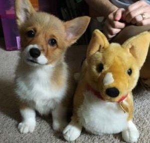 ZeldaTheCorgi