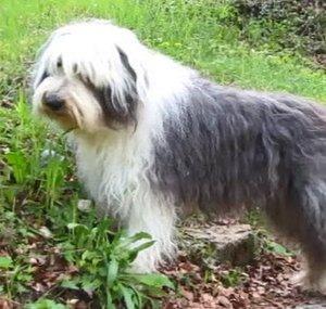 Bobtail - Old English Sheepdogs