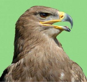 Falcon_HANDSHAKE