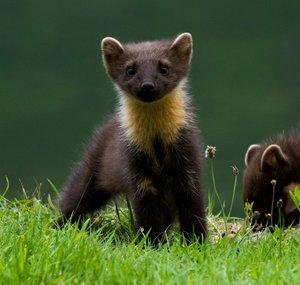 Loch Lomond Wildlife 