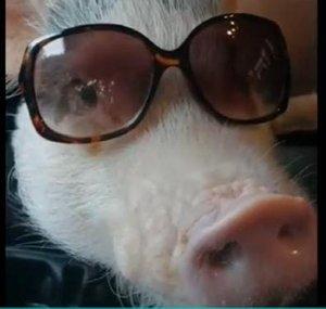 George Pig 🐷 Advogado 