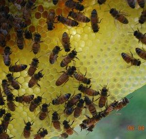 Little Bits Honey Bees joe may