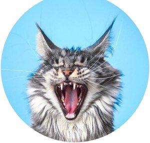 Maxie & Foxie Maine Coons