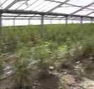 mrniceseedbank