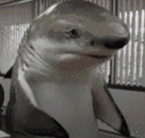 Shark Bites