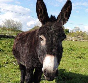 Donkey AdamL.