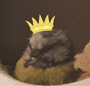 RoyaltyIsHere