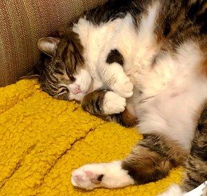 cattywampusaur