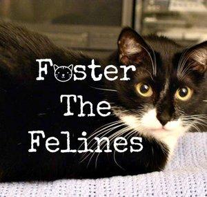 Foster The Felines