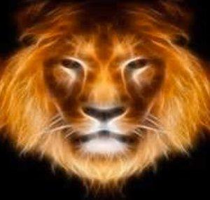 Lion Clause Studio