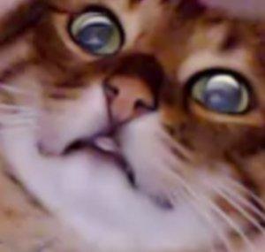 MariaThePawdawan