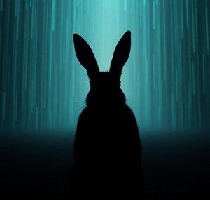 The Curious Bunny 🐇