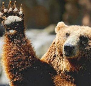 Bearrs