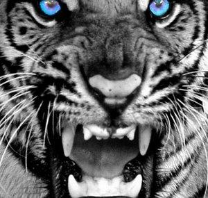 HIGHTECHTIGERX