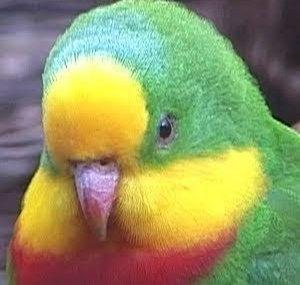 OzBirdZ