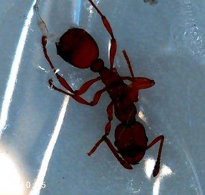 Rafiki's Ant's 