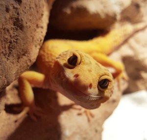 GECKOS